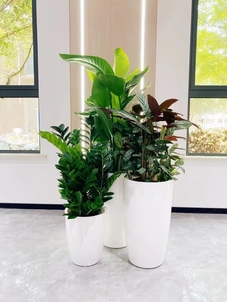 了解慈溪植物出租,轻松营造梦幻绿色空间